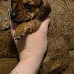 Green Collar Female - Fawn (isabella) and tan female Dachshund puppy in Otto, North Carolina from Windy Ridge Dachshunds