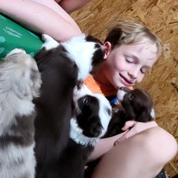 Australian Shepherds from Barn Raised Aussies