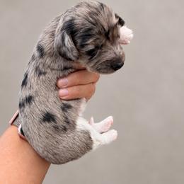 Snickers - Dapple male Dachshund puppy in Jarales, New Mexico from Poker Paws Dachshunds