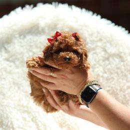 Chili-Red Collar - Red  female Poodle puppy in Atlanta, Georgia from Sprinkle Me Puppy