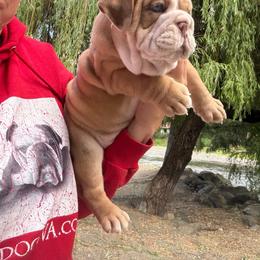 Bear with blue eyes - Fallow male Bulldog puppy in Marysville, Washington from BulldogWA