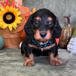 Barrett - Black and tan male Dachshund puppy in Lincoln, Arkansas from Red Dirt Dachshunds