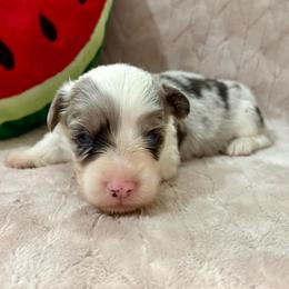 Buzz-full fluffy - Blue merle and white male American Corgi puppy in Decatur, Texas from Bar S Corgis