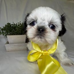 Milo - Black gold and white male Shih Tzu puppy in Bullhead City, Arizona from Arizona Shih Tzu Land