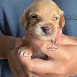 Mr. Black-2600 - Dapple male Dachshund puppy in Ocala/Gainesville, Florida from From the Heart Doxies