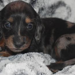Shadow - Dapple male Dachshund puppy in Texas from Sparkles & Spurs Mini Dachshunds