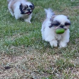 Shih Tzu Puppies from Willow Lane Shih Tzus