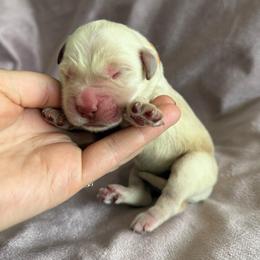 Everest - Light golden female Golden Retriever puppy in Oregon from Bliss Retrievers