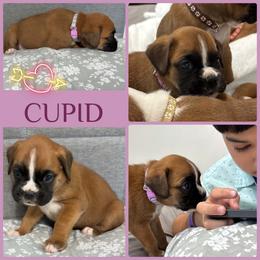 Cupid - Fawn female Boxer puppy in Junction City, Oregon from Vincent's Pride Boxers ~ Dudley's Dream Boxers