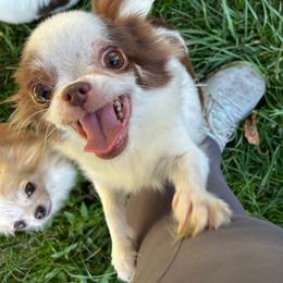 Tootsie - Chihuahua
