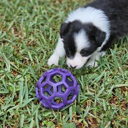 Reggie - Black and white male Border Collie puppy in Wildwood, Florida from Isle Breez Border Collies