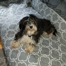 Sirius - Havanese