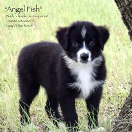 Angel Fish - Black & white female Miniature Australian Shepherd puppy in Evant, Texas from Lazy VT Bar Ranch