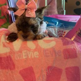 Evie - Chocolate and tan female Yorkshire Terrier puppy in Montgomery County, Alabama from Alabama Yorkies of the South (Sierra’s Yorkshire Terrier Babies)
