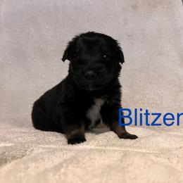 Blitzen - Black tri-color male Australian Shepherd puppy in Rose Hill, North Carolina from Motega Australian Shepherds