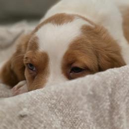 Turkey - Orange and white male Brittany puppy in Alma, Georgia from Edenbright Brittanys