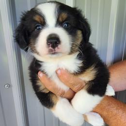Stella - Black tri female Miniature Australian Shepherd puppy in Laconia, Indiana from Beasley Acres Aussies
