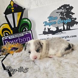 Boy 5 - Blue merle and white male Cardigan Welsh Corgi puppy in Natchitoches. La, Louisiana from Bleu Bayou Corgis
