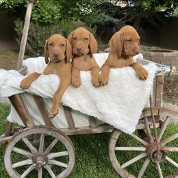 Vizsla Puppies from Utah Vizsla’s