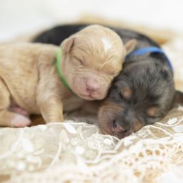 Bernedoodle and Goldendoodle Puppies from Gold Diamond Pup