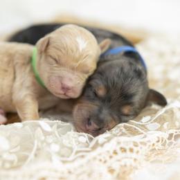 Bernedoodle and Goldendoodle Puppies from Gold Diamond Pup
