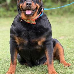Freddie - Black and mahogany female Rottweiler puppy in Fredericktown, Missouri from Obsessions Rottweiler