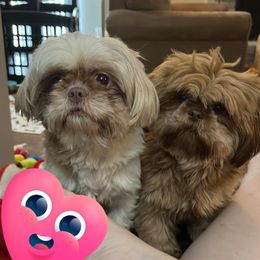 Shih Tzu Puppies from Lavender Lane Tzus