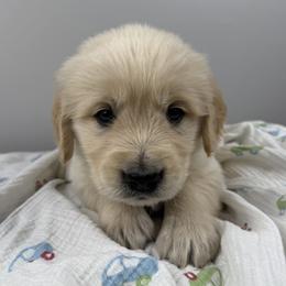 5th pick boy - Light golden male Golden Retriever puppy in Petaluma, California from Contango Goldens