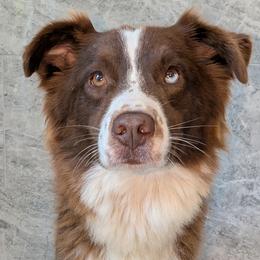 IVY - Australian Shepherd