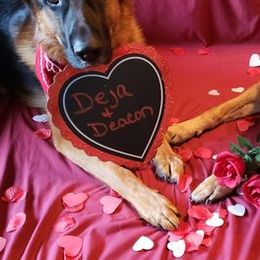 German Shepherds from DeGroot Shepherds