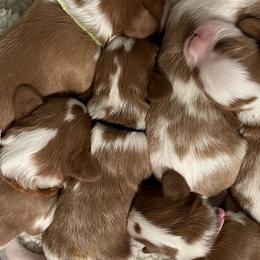 Cavalier King Charles Spaniels from Liberty's Legacy Cavaliers