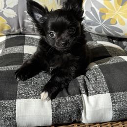 JET - Black and white male Chihuahua puppy in Richmond, Virginia from Bayberry Chihuahuas