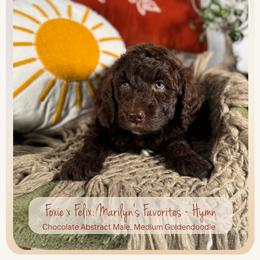 Hymn - Chocolate male Goldendoodle puppy in Waterford, Michigan from Oh My Doodness!