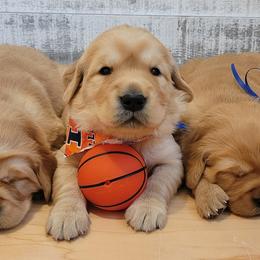 Golden Retrievers from Paisley's Golden Pups