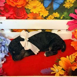Red - Black female Poodle puppy in Houma, Louisiana from Smart Azz Poodles
