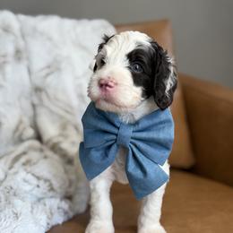Australian Labradoodle, Bernedoodle, Double Doodle, Goldendoodle, and Labradoodle Puppies from Delta Doodless
