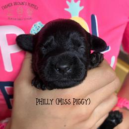 Philly (Miss Piggy) - Black and tan female Schnoodle puppy in Sedalia, Missouri from Farmer Brown's Puppies