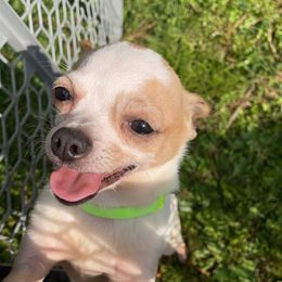 Zoomy - Chihuahua