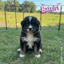 BATGIRL-Black Tri Female - Black tri-color female Australian Shepherd puppy in Gainesville, Texas from Lady Luck Aussies