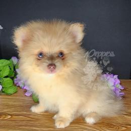 Pepper's Mr. Know It All - Noah - Chocolate sable male Pomeranian puppy in Plant City, Florida from Pepper's Pomeranians
