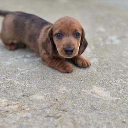 Barney - Dapple male Dachshund puppy in Elma, Iowa from Iowa Dachshunds