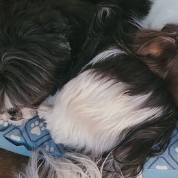 Australian Shepherds from K9Love