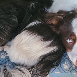 Australian Shepherds from K9Love