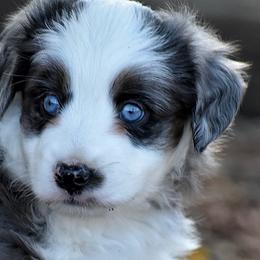 Miniature Australian Shepherds and Toy Australian Shepherds from RockinC/ Quarter Horses & Mini Aussies
