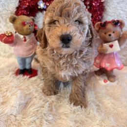 Stephan - Red  male Goldendoodle puppy in Bucyrus, Missouri from Hill Top Pomskies