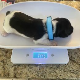 Boy 2 - male Miniature Schnauzer puppy in Flintstone, Georgia from Lovey Mini Schnauzers