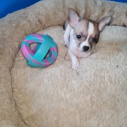Chihuahua Puppies from Maldonado Pet Life Breeder LLC.