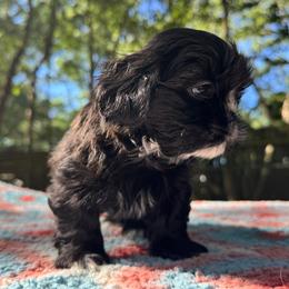 Boy 5 - Black and white male Shih Tzu puppy in Mobile, Alabama from FluffyTail Shih Tzu