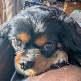 Cavalier King Charles Spaniel All Grown Up from Cavalier Court Pups