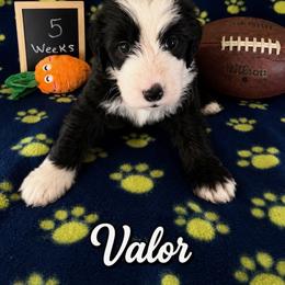 Valor - Black and white male Sheepadoodle puppy in Glen Rose, Texas from Clevenger’s Sheepadoodle Fur Baby Farm